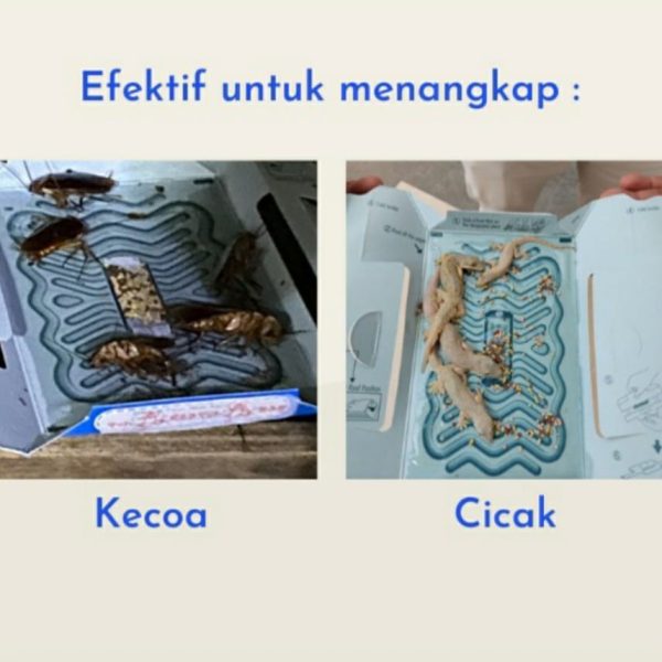 PERANGKAP KECOA HOYHOY ORIGINAL JAPAN perangkap kecoak